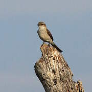 Marico Flycatcher