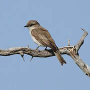 Marico Flycatcher