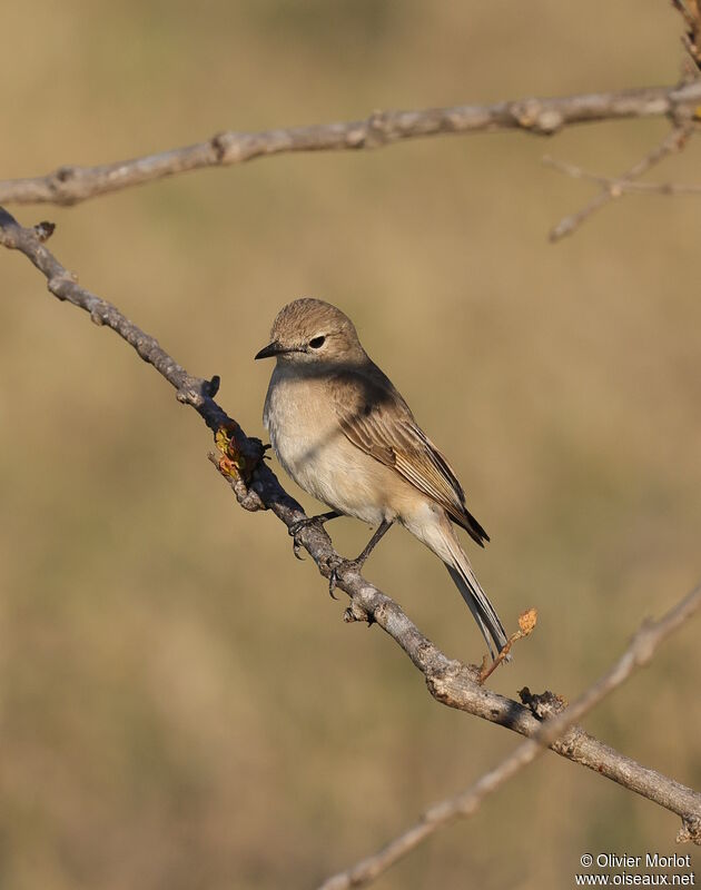 Marico Flycatcher