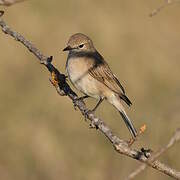 Marico Flycatcher