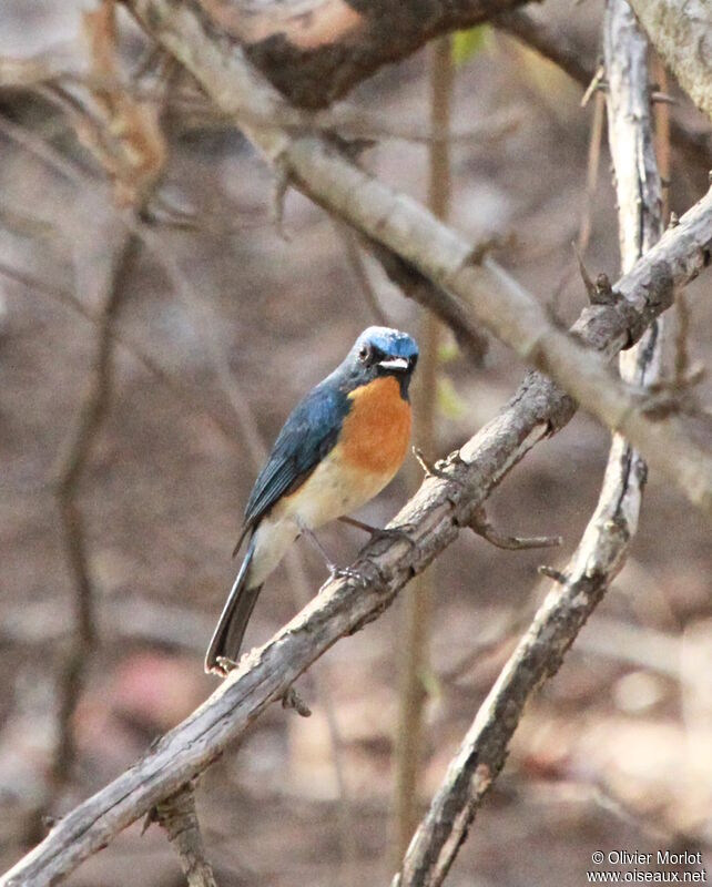 Chinese Blue Flycatcher