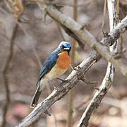 Chinese Blue Flycatcher