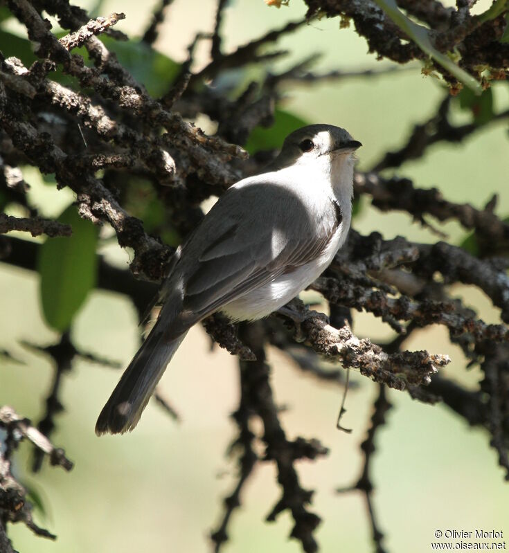 Grey Tit-Flycatcher