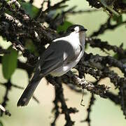 Grey Tit-Flycatcher