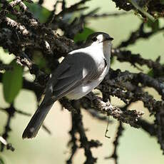 Gobemouche mésange