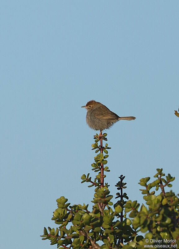 African Dusky Flycatcher