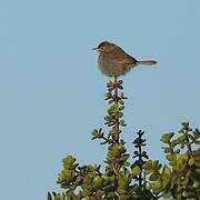 African Dusky Flycatcher