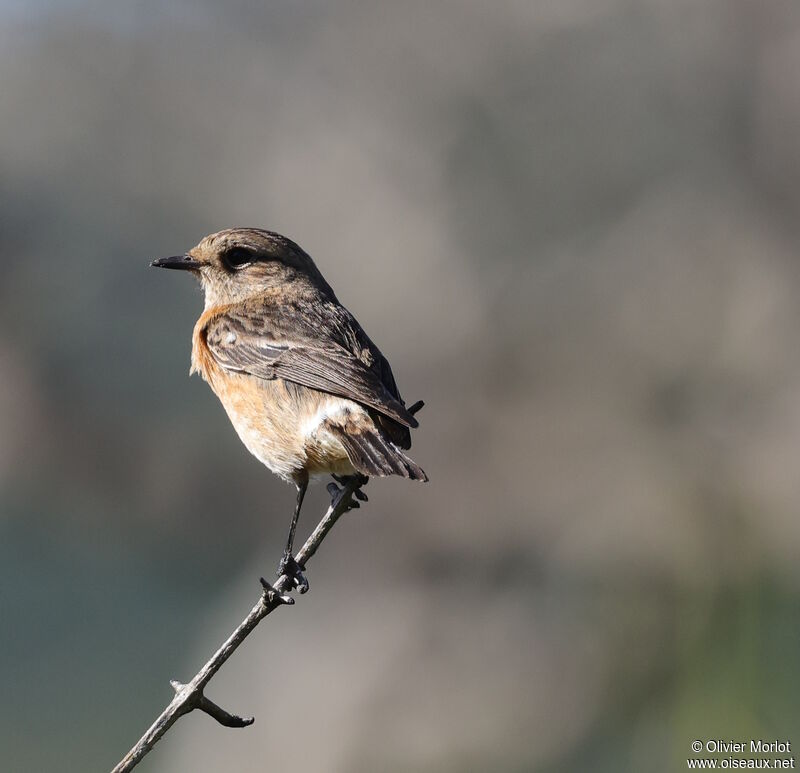 African Dusky Flycatcher