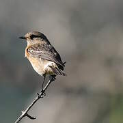 African Dusky Flycatcher