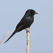 Southern Black Flycatcher