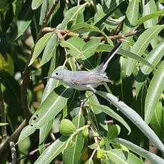 Gobemoucheron gris-bleu