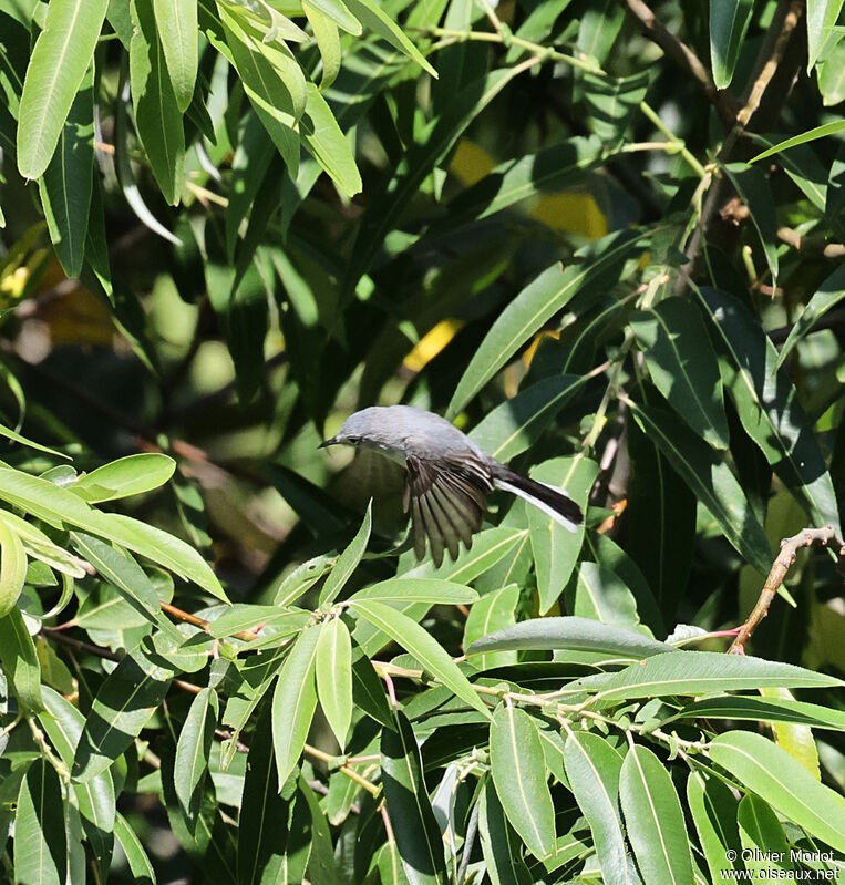 Gobemoucheron gris-bleu