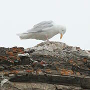 Glaucous Gull