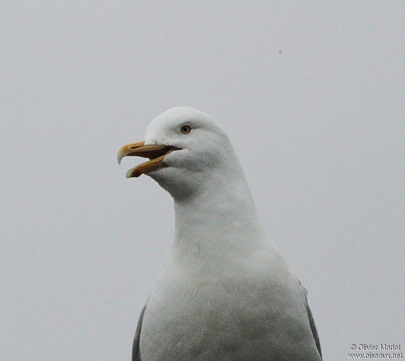 Glaucous Gull