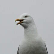 Glaucous Gull