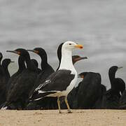 Kelp Gull