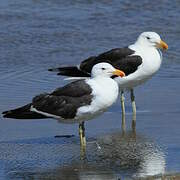 Kelp Gull