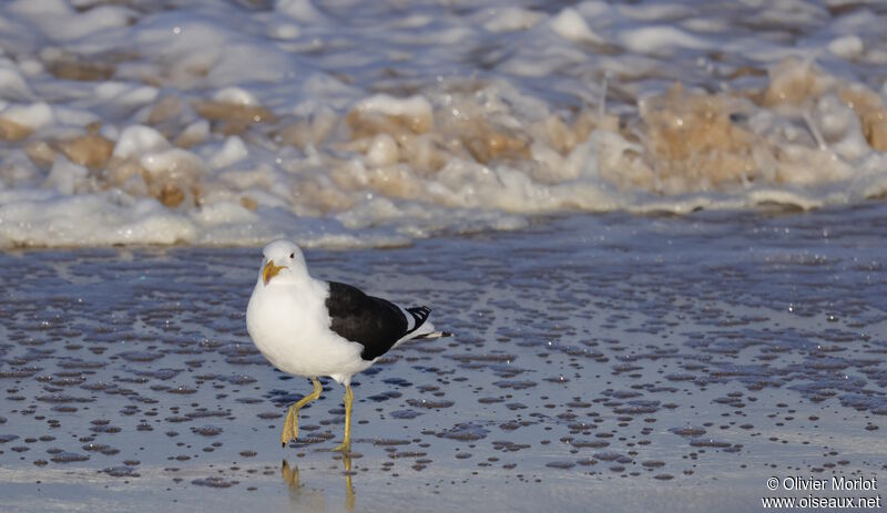 Kelp Gull