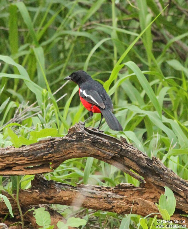 Gonolek rouge et noir