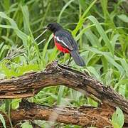 Gonolek rouge et noir