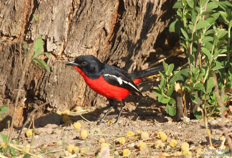 Crimson-breasted Shrike