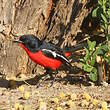 Gonolek rouge et noir