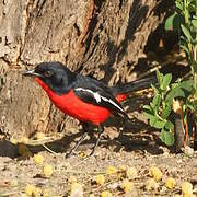 Crimson-breasted Shrike