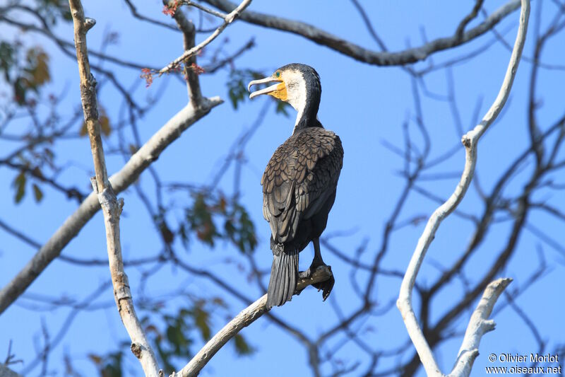 Great Cormorant