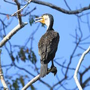 Great Cormorant