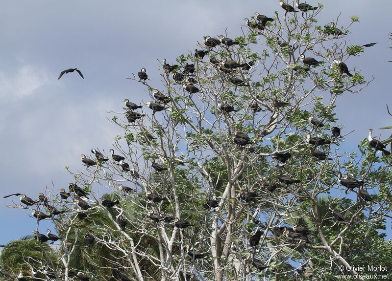 Great Cormorant