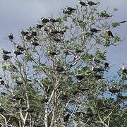 Great Cormorant