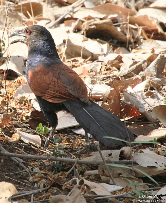 Grand Coucal