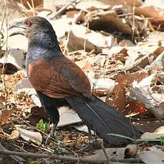 Grand Coucal