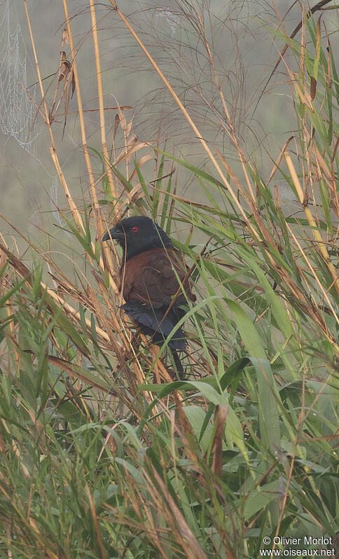 Grand Coucal