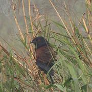 Greater Coucal