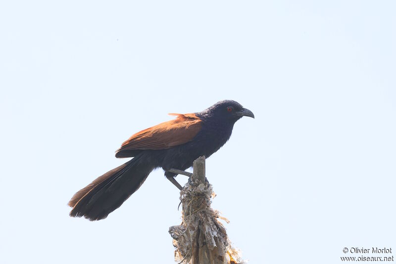 Grand Coucal