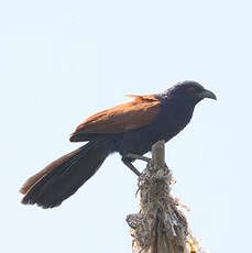 Grand Coucal