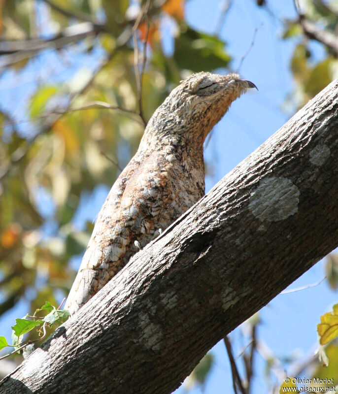 Great Potoo