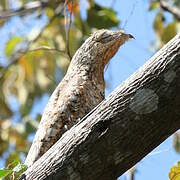 Great Potoo