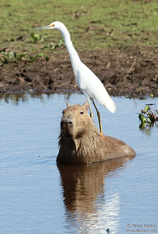 Grande Aigrette