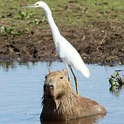 Grande Aigrette