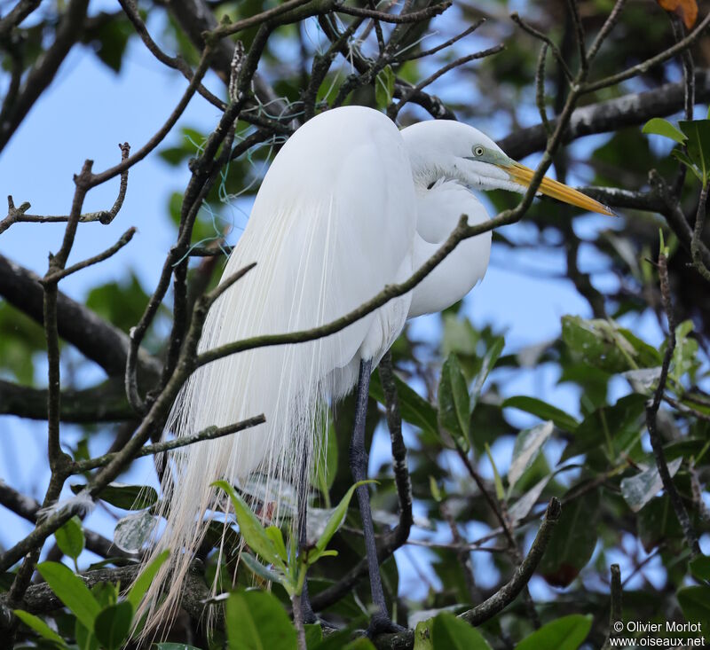 Great Egret