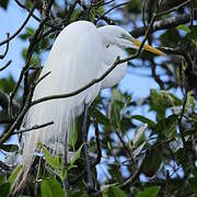 Grande Aigrette