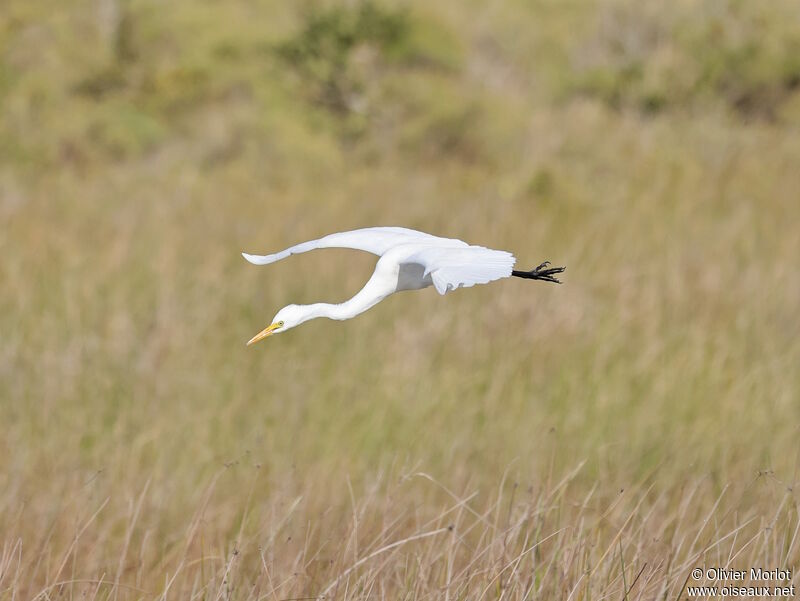 Great Egret