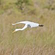 Grande Aigrette