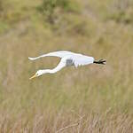 Grande Aigrette