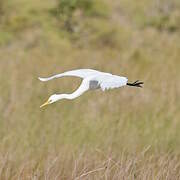 Grande Aigrette