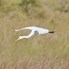 Grande Aigrette