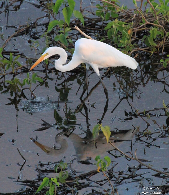 Grande Aigrette