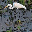 Grande Aigrette